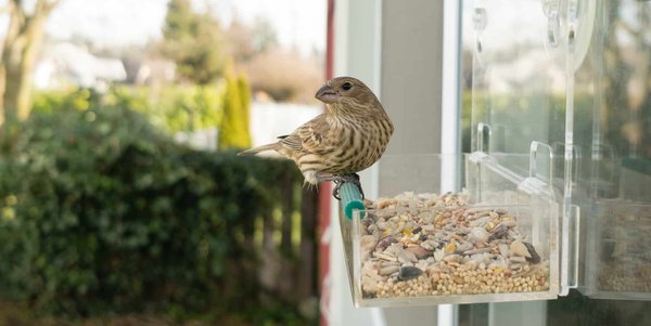 Des oiseaux bien nourris : l'avènement des mangeoires intelligentes dans nos jardins